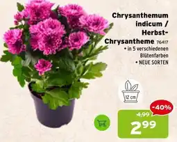 Salzburger Lagerhaus Chrysanthemum indicum / Herbst-Chrysantheme Angebot