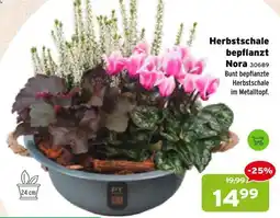 Salzburger Lagerhaus Herbstschale bepflanzt Nora Angebot