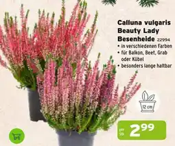 Salzburger Lagerhaus Calluna vulgaris Beauty Lady Besenheide Angebot