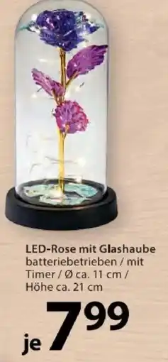 NKD LED-Rose mit Glashaube Angebot