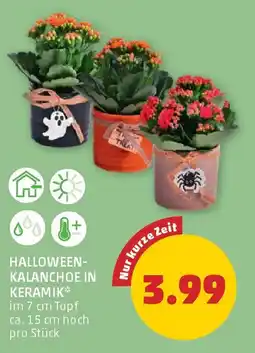 PENNY Halloween-Kalanchoe in Keramik Angebot