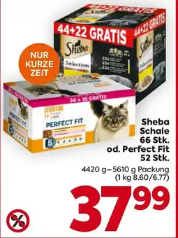 Billa Sheba Schale Angebot
