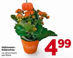 Billa Halloween-Kalanchoe Angebot