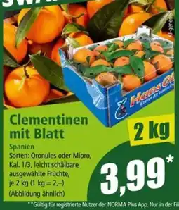 Norma Clementinen mit Blatt Angebot