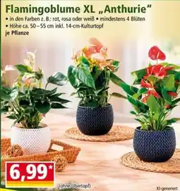 Norma Flamingoblume XL „Anthurie“ Angebot