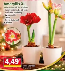 Norma Amaryllis XL Angebot