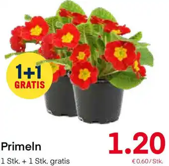 MPreis Primeln Angebot