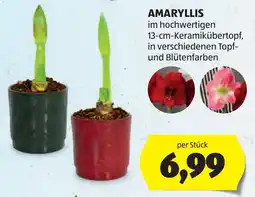 Hofer Amaryllis Angebot
