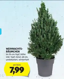 Hofer Weihnachts-Bäumchen Angebot