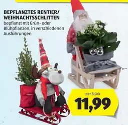 Hofer Bepflanztes Rentier/Weihnachtsschlitten Angebot