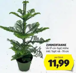 Hofer Zimmertanne Angebot