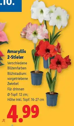 Lidl Amaryllis 2-Stieler Angebot