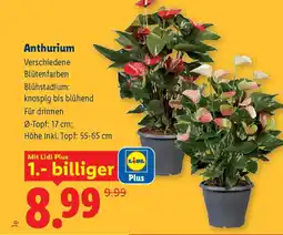 Lidl Anthurium Angebot