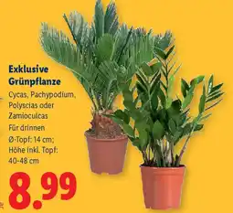 Lidl Exklusive Grünfpflanze Angebot