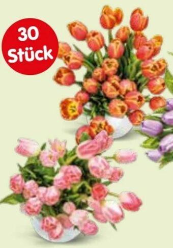 Interspar Tulpen Angebot