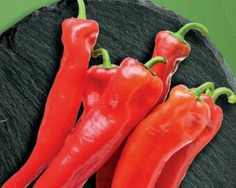 Lidl Spitzpaprika Angebot