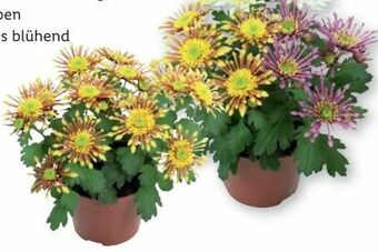 Lidl Chrysanthemen Sunrise Splash Angebot