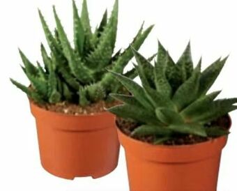 Lidl Aloe Vera Angebot