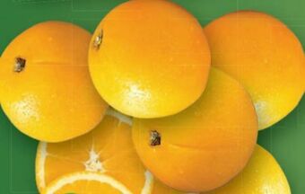 Lidl Orangen Angebot