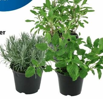Lidl Italienische Kräuter Angebot
