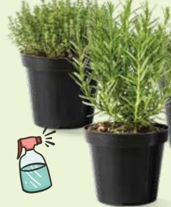 Interspar Italienische Kräuter Angebot