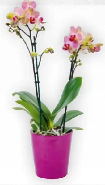 Billa Orchidee Multifora Angebot