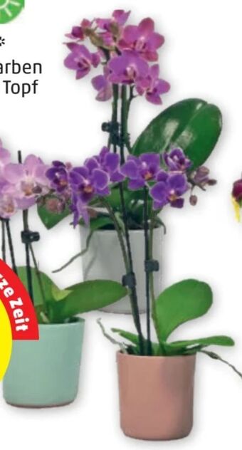 PENNY Mini-Orchidee Angebot
