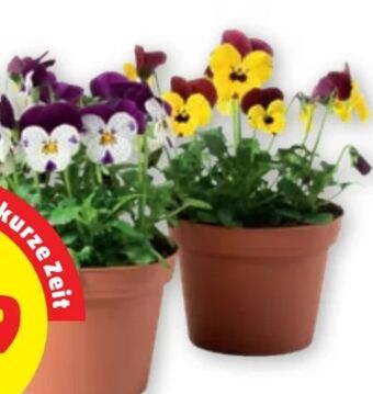 PENNY Stiefmütterchen Angebot