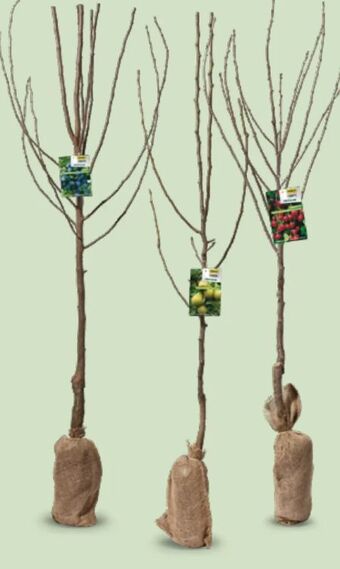 Hofer Obstbaum Angebot