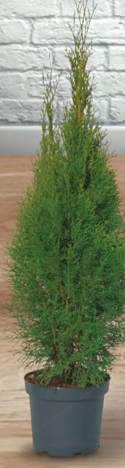 Metro Thuje Smaragd Angebot