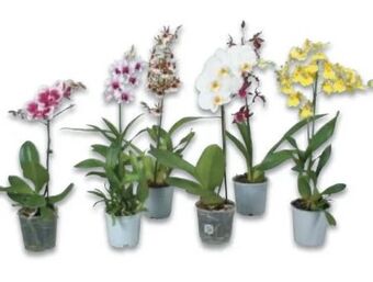 Metro Orchideen Mix Angebot