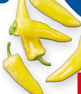 Lidl Spitzpaprika Angebot