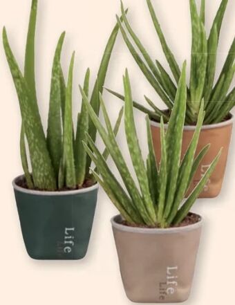 Lidl Aloe Vera Lifestyle Angebot