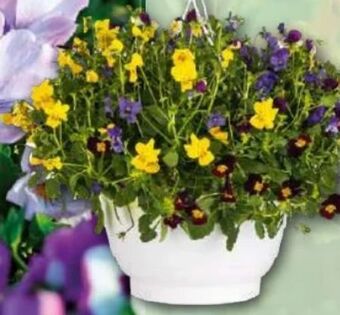 Norma Stiefmütterchen Angebot