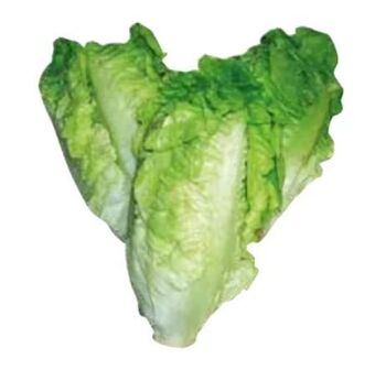 Transgourmet Salatherzen Angebot