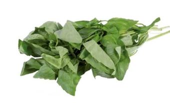 Transgourmet Basilikum Angebot