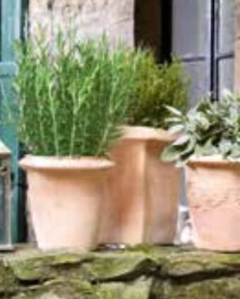 OBI Mediterrane Kräuter Angebot