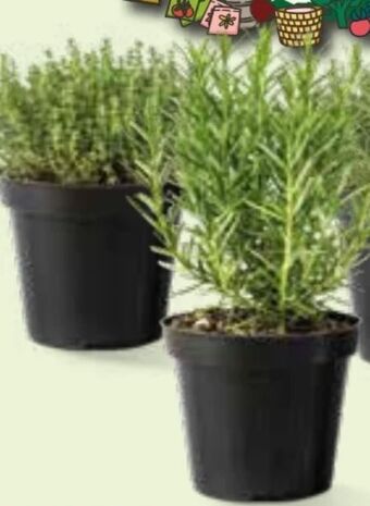 Interspar Italienische Kräuter Angebot