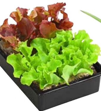 Pflücksalat Mix