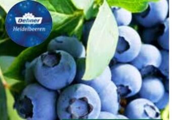Dehner Heidelbeeren Angebot