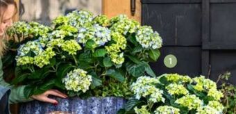 Dehner Hortensie Angebot