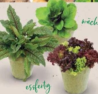 Bellaflora Bio Salate Angebot