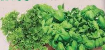 Bellaflora Kräuter Angebot