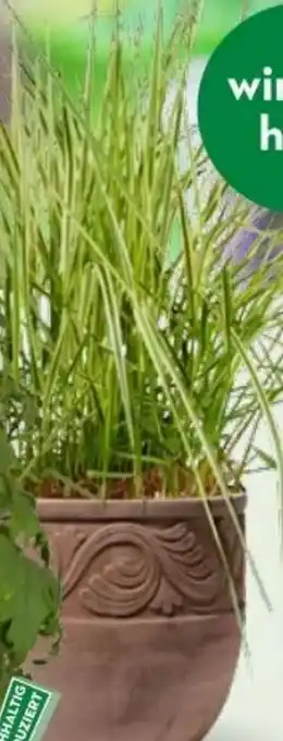 Bellaflora Gräser Angebot