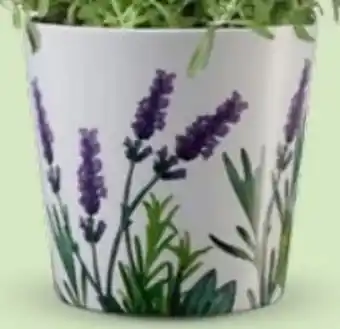 Bellaflora Topf Dallas Lavendelwiese Angebot