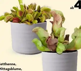 Bellaflora Fleischfressende Pflanzen Angebot