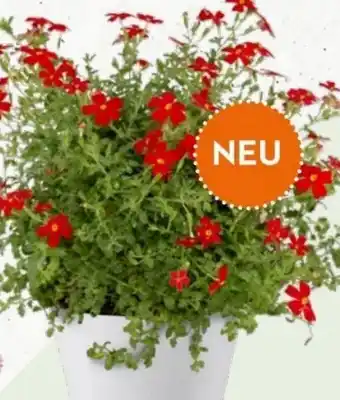 Bellaflora Jamesbrittenia Butterfly Garden Angebot
