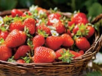 Bauhaus Erdbeeren Angebot