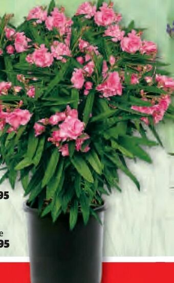 Bauhaus Oleander Angebot