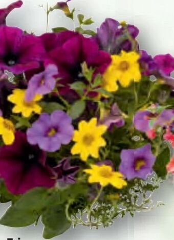 Bauhaus Confetti Garden Trio Angebot